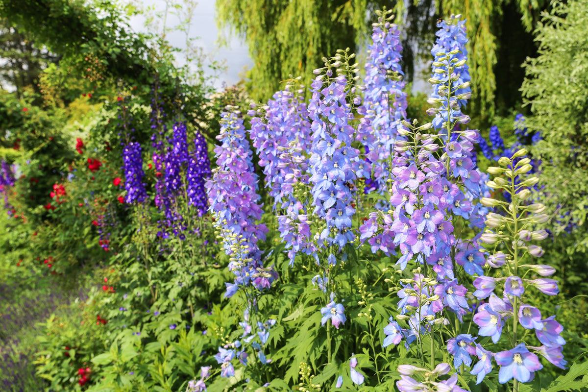Delphinium Pixie Rockets 100 ROCKET LARKSPUR DELPHINIUM Consolida Giant Imperial Mixed Colors F ...