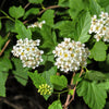 50 PACIFIC NINEBARK Physocarpus Capitatus Western Ninebark Native White Pink Red Flower Shrub Seeds