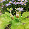 100 YELLOW WONDER STRAWBERRY Everbearing Heirloom Alpine Fragaria Vesca Yellow Berry Fruit Seeds