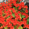 25 Dwarf RED EMPRESS NASTURTIUM Tropaeolum Nanum Hummingbird Flower Seeds