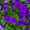 100 DWARF Alderman BLUE PETUNIA Nana Compacta Purple Flower Seeds