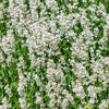 20 WHITE LAVENDER English Lavandula Angustifolia Herb Flower Seeds