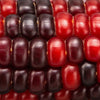 35 BLOODY BUTCHER Red CORN Edible & Ornamental Heirloom Zea Mays Vegetable Seeds