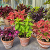 Mixed Colors Coleus Rainbow Mix Seeds – Shade Houseplant Solenostemon Flower – photo 5