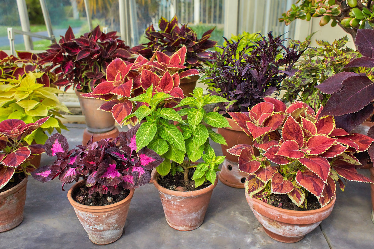 Mixed Colors Coleus Rainbow Mix Seeds – Shade Houseplant Solenostemon Flower – photo 5