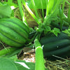 50 TABLE KING Acorn SQUASH Winter or Summer Cucurbita Maxima Vegetable Seeds