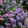 50 BLUE GEM NEMESIA Strumosa Flower Seeds