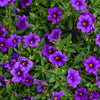 Purple Petunia Seeds – Hybrida Pollinator Garden Container Flower – photo 7