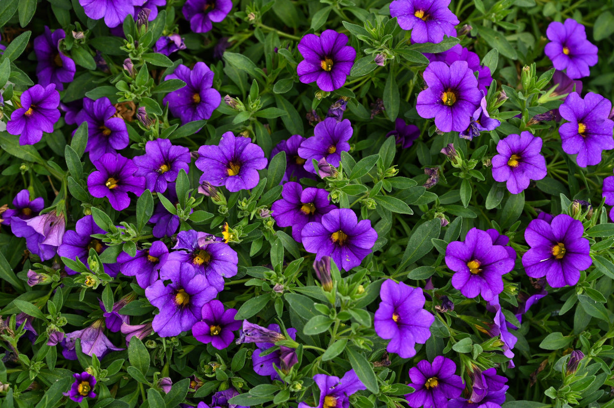 Purple Petunia Seeds – Hybrida Pollinator Garden Container Flower – photo 7
