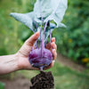 2000 PURPLE VIENNA KOHLRABI Brassica Oleracea Gongylodes Vegetable Seeds