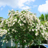 35 WHITE CREPE MYRTLE Lagerstroemia Indica Flowering Shrub Bush Small Tree Seeds