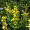 30 GREAT YELLOW GENTIAN Gentiana Lutea Herb Flower Seeds