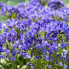 25 BLUE LILY of the NILE Agapanthus Orientalis African Lily Flower Seeds