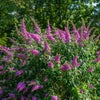 50 VIOLET BUTTERFLY BUSH Buddleja Davidii Purple Flower Seeds
