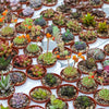 50 CACTUS MIX 'Finest Mixed' Succulent Flower Plant Seeds