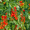 500 ITALIAN ROMA TOMATO Lycopersicon Lycopersicum Fruit Vegetable Seeds