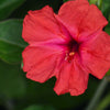 75 MIXED FOUR O CLOCK aka Marvel of Peru Mirabilis Jalapa Flower Seeds
