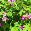 20 PURPLE FLOWERING RASPBERRY Thornless Edible Rubus Odoratus Fruit Berry Seeds