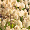 100 BUNNY TAILS GRASS (Hares Tail) Ornamental Lagurus Ovatus Seeds