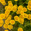 250 GOLDEN MARGUERITE DAISY Dyer's Yellow Chamomile Anthemis Tinctoria Kelwayi Cota Tinctoria  Paris Daisy Herb Flower Seeds