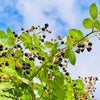 100 BLACKBERRY Fruit Bush Rubus Allegheniensis Seeds