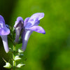 100 HOARY / DOWNY SKULLCAP Scutellaria Incana Flower Seeds