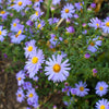 50 Blue RICE BUTTON ASTER Dumosus Flower Seeds