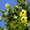 10 PORTIA TREE Yellow Pink Purple Flowers Change Color Pacific Rosewood Tulip Thespesia Populnea Seeds