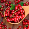 20 Red WAX CURRANT Edible Fruit Berries Pink Flowers Shrub Ribes Cereum Seeds