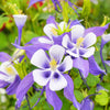 Mixed European Columbine Seeds – Aquilegia Flower – photo 10