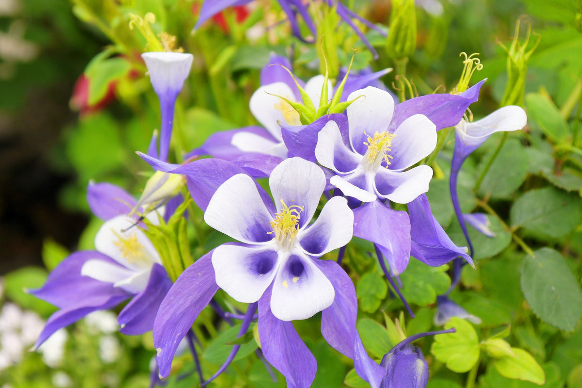 Mixed European Columbine Seeds – Aquilegia Flower – photo 10