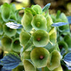 150 BELLS OF IRELAND ( Lady In The Bathtub / Shell Flower ) Moluccella Laevis Green Flower Seeds