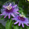 Purple Passion Flower Passion Fruit Granadilla Passiflora Incarnata Vine Seeds – photo 10