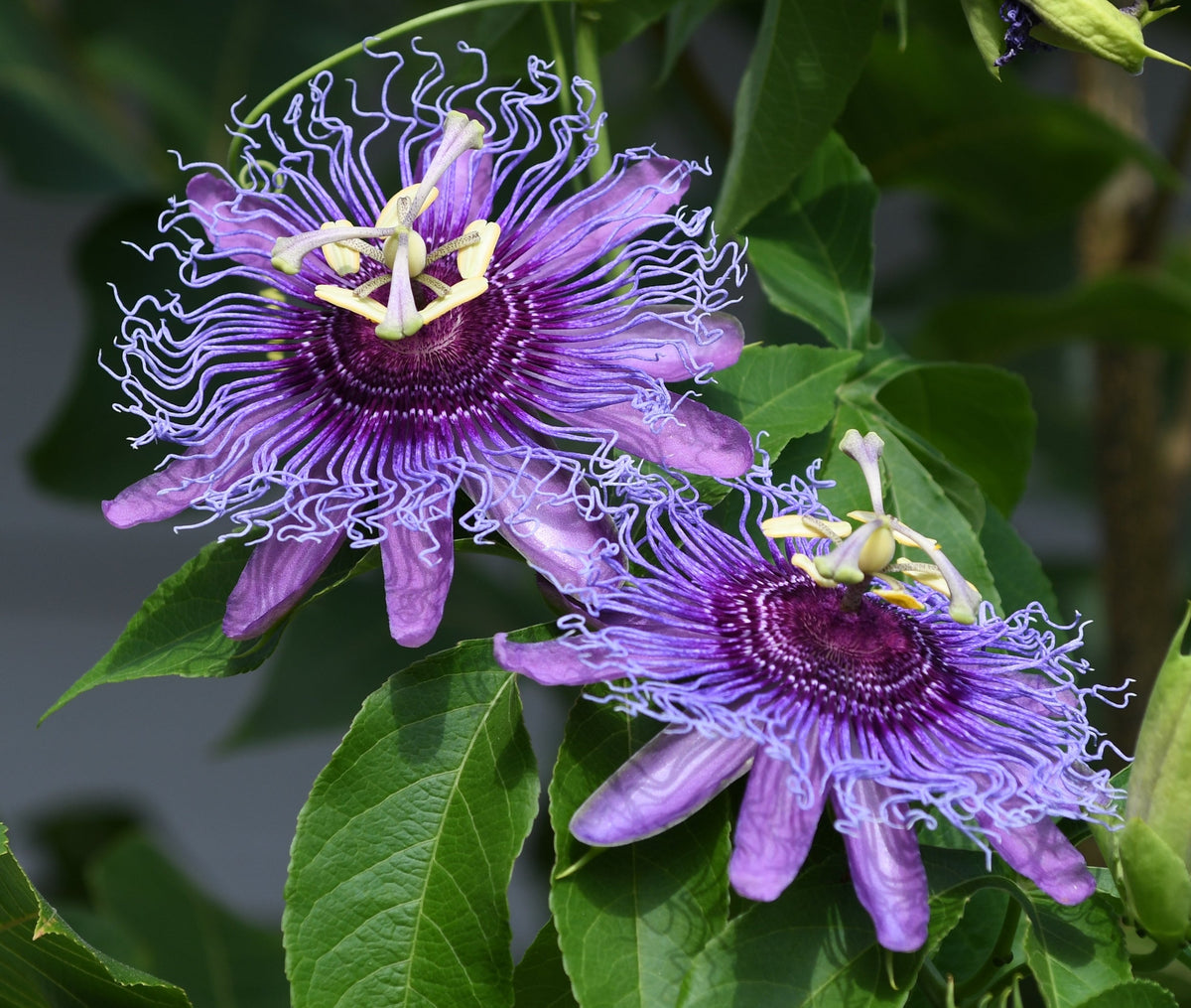 Purple Passion Flower Passion Fruit Granadilla Passiflora Incarnata Vine Seeds – photo 10