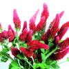3000 CRIMSON CLOVER (Carnation, French, or Italian Clover) Trifolium Incarnatum Flower Seeds
