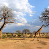 1000 BULK African BAOBAB TREE Adansonia Digitata Monkey Bread Judas Fruit Seeds