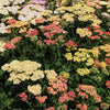 500 MIXED SUMMER YARROW Achillea Millefolium Red Pink White Gold Peach Herb Flower Seeds