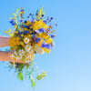 1000 CHICORY (Blue Daisy / Blue Sailors / Coffeeweed / Succory) Chicorium Cicorium Intybus Flower Herb Seeds