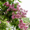 35 Light PINK CREPE MYRTLE Crape Tree Shrub Lagerstroemia Indica Flower Seeds