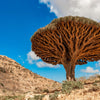 Dragon Tree Seeds – Dracaena Draco Canary Island Drago Blood Asparagus Yucca Evergreen Succulent Houseplant – photo 6