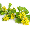 20 GOLDEN CURRANT SHRUB Black Fruit Yellow Flower Ribes Chrysobotrya Aurea Seeds