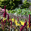 100 Organic ELEPHANT HEAD AMARANTHUS Amaranthus Gangeticus Burgundy Red Flower Seeds