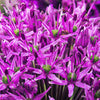 25 GIANT ALLIUM Allium Giganteum Purple Globe Flower Seeds