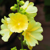 25 YELLOW HOLLYHOCK Alcea Rosea Flower Seeds Perennial