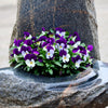 Johnny Jump Up Seeds – Violet Viola Tricolor Flower – photo 4