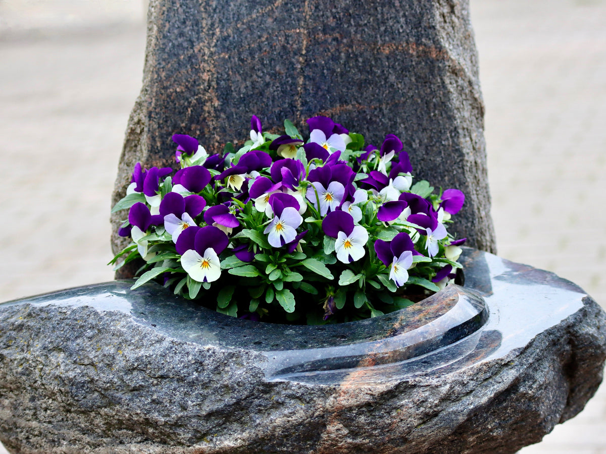 Johnny Jump Up Seeds – Violet Viola Tricolor Flower – photo 4