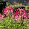 200 CHERRY QUEEN CLEOME Spinosa Hassleriana Carmine Rose Spider Flower Seeds