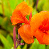 5 ORANGE CANNA LILY Indian Shot Arrowroot Canna Indica Flower Seeds