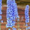 350 Blue with Pink ROCKET LARKSPUR DELPHINIUM Consolida Ajacis Seeds