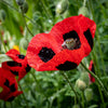 150 Red LADYBIRD POPPY Papaver Commutatum Scarlet Black Flower Seeds